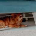犬が『狭い場所』を…