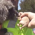 保護した小型犬から…