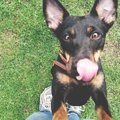 犬が見せる『一緒に…