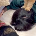 犬のおもちゃがソフ…