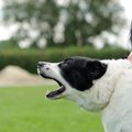 犬が急に吠えるよう…
