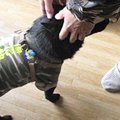 愛犬と『楽しく！』…