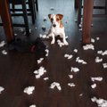 犬はどうして悪い事…