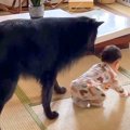 犬が『赤ちゃんのハ…