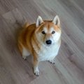 愛犬を惑わす？無意…