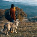 犬を自然の中で悪者…