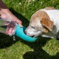 犬に『水分補給』を…