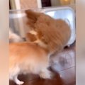 猫を心配してる！？…