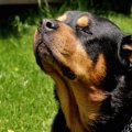犬が散歩中に惹かれ…