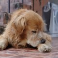 犬が自分の手足を噛…