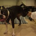 散歩から大興奮で帰…