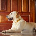 愛犬がインターホン…