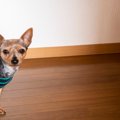 犬が『散歩に行きた…