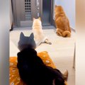 玄関でパパの帰りを…