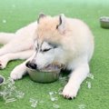犬に『氷』を与えて…