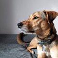 犬が『信用していな…