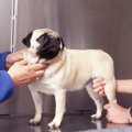 犬が『撫でるのを拒…