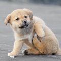 犬が顔や体をカキカ…
