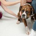 人嫌いな犬がする5つ…