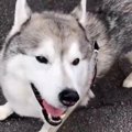 猫を見つけるとなぜ…