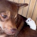 ハムスターが『犬の…