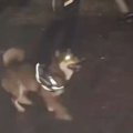 夜、公園のロープを…