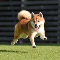柴犬がドッグランで…
