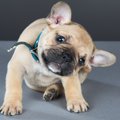 犬が足で頭を掻く３…