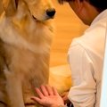 パパが大型犬に『お…