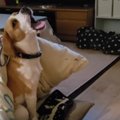 癒やし！何かしらは…
