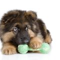 愛犬が遊んでいたお…