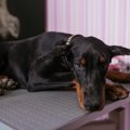犬が自傷行為をして…