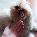 吠える犬を落ち着か…