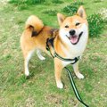 犬の散歩で使っては…