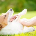 犬はなぜ人にお腹を…