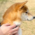 ドッグランにきた柴…