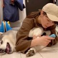 大型犬が寝ている隙…