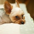 犬のくしゃみが止ま…