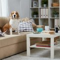 犬に良かれと思って…