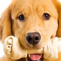 犬用ガムで腸閉塞に…