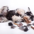 犬がトリミング時に…
