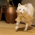 犬の前で泣いてしま…