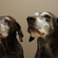 犬の健康寿命を縮め…