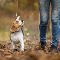 犬がもっとお散歩好…