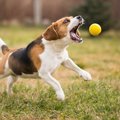 犬が興奮するとコマ…