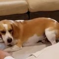 遊びの最中に飼い主…