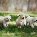 犬のオスメスの『性…
