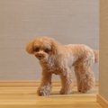 犬が飼い主に『外出…