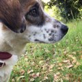 初めての保護犬、救…