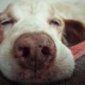 犬にもホクロはでき…